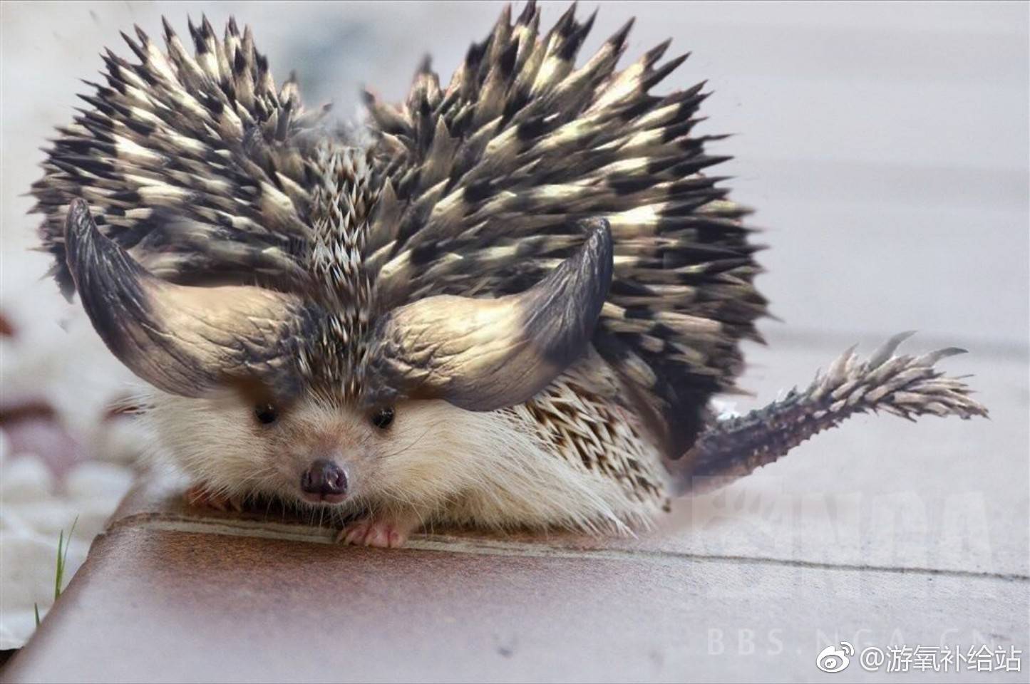 求一些灭尽的p图啊,就是把刺猬p成咩咩子的