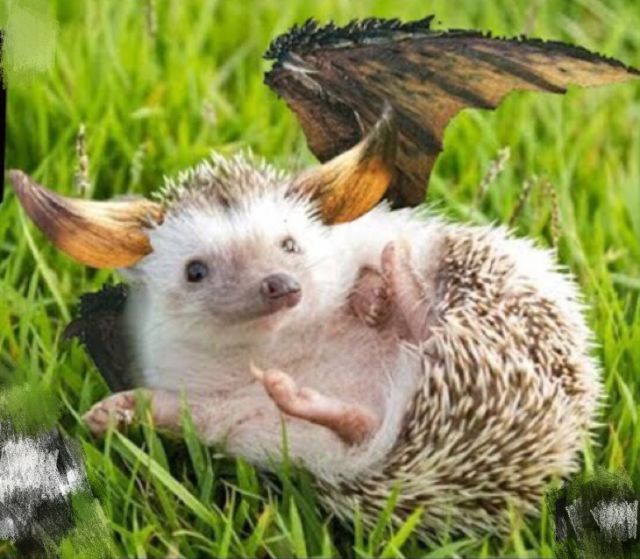 求一些灭尽的p图啊,就是把刺猬p成咩咩子的