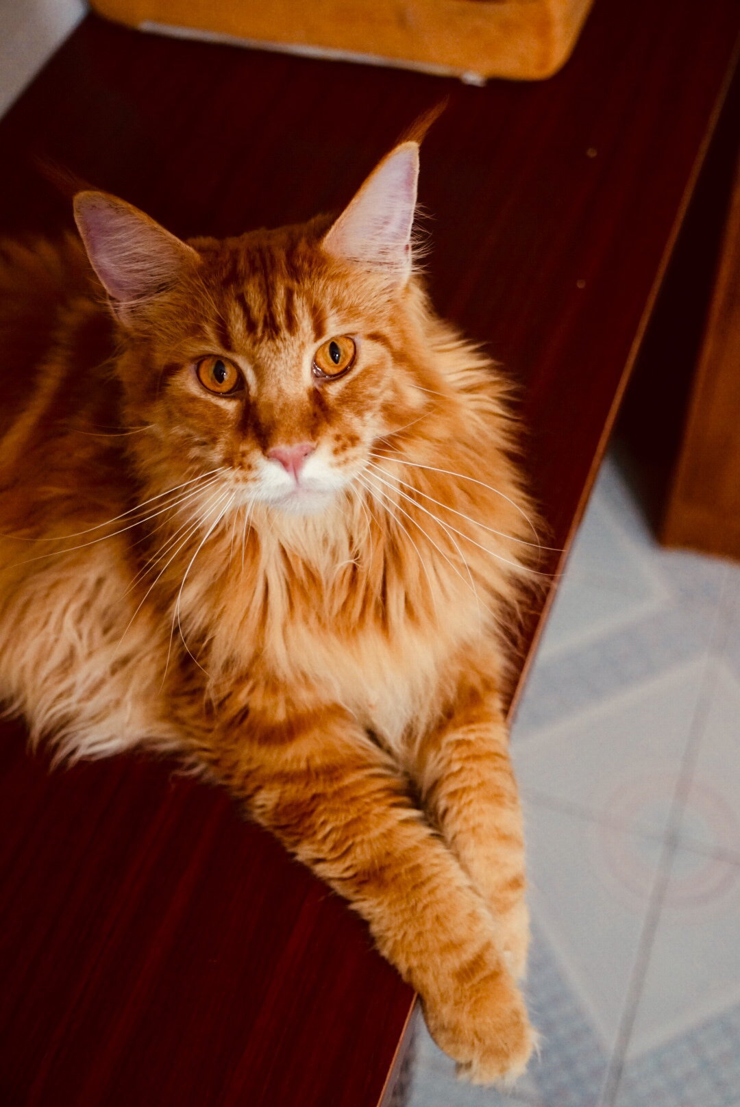 [多图杀猫] [日常晒猫]缅因宝宝长大了