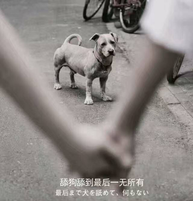 [舔一舔]可能这就是舔狗吧?