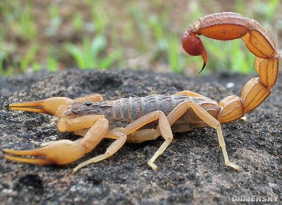 转载太吾绘卷开发者讲功法蝎子勾魂脚撩阴腿