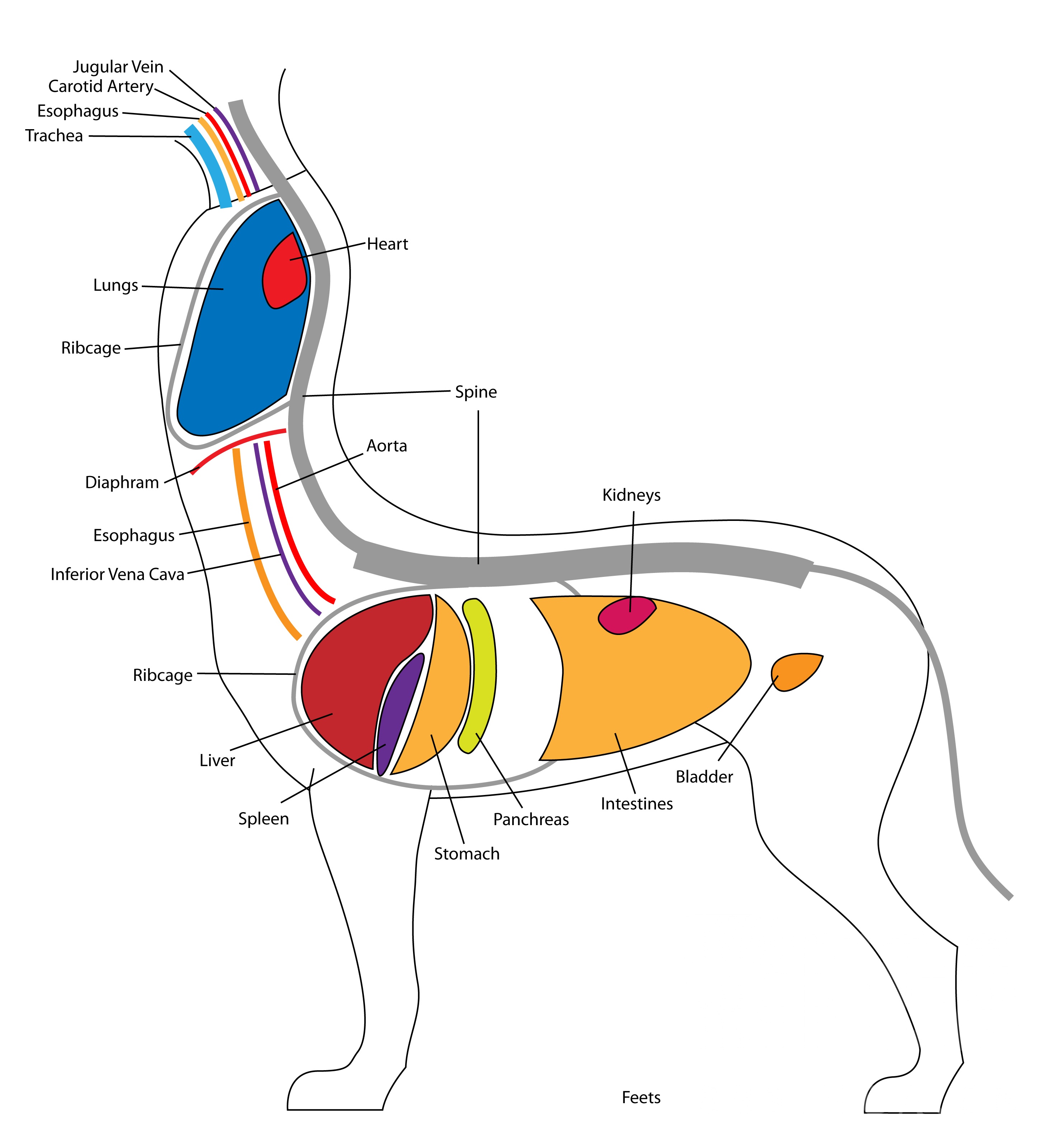 半人马的生理结构图片