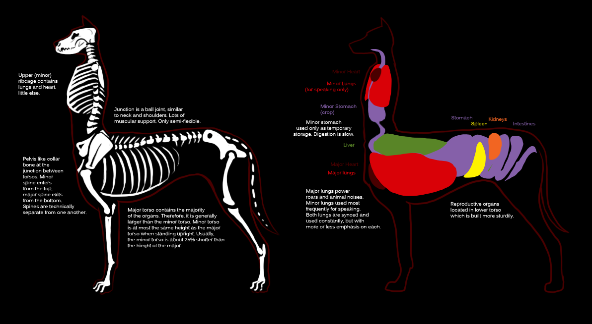 人马身体结构图图片
