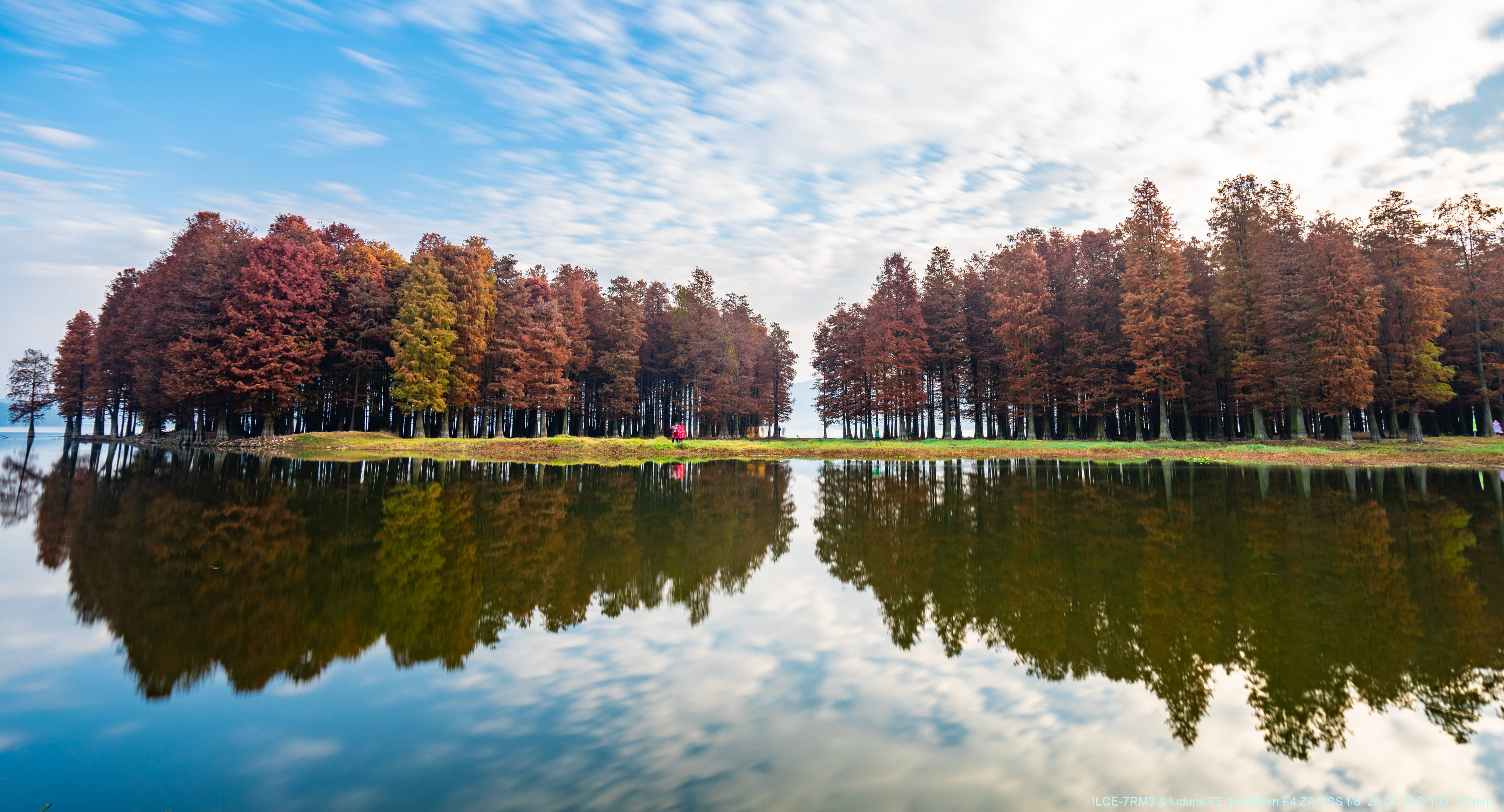 游记分享带你去看初冬水杉图片全部折叠结尾像素偏移拍微距