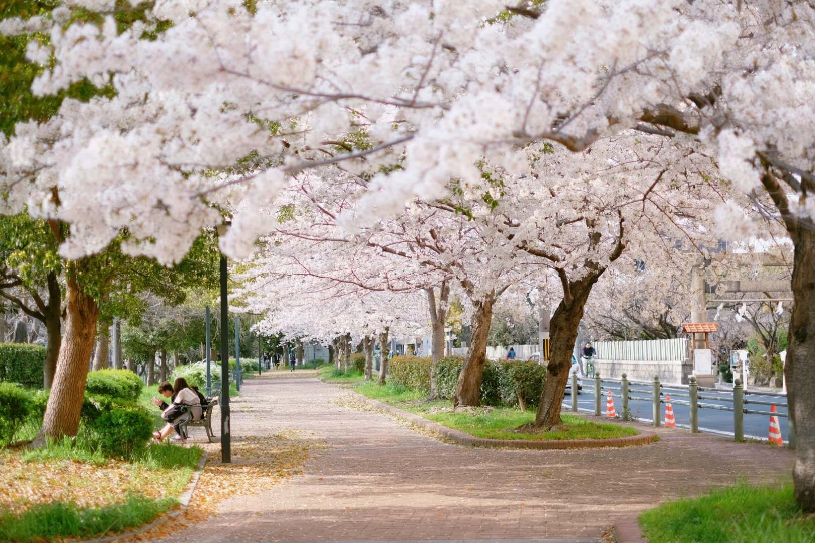 日本大阪京都樱花再试一次