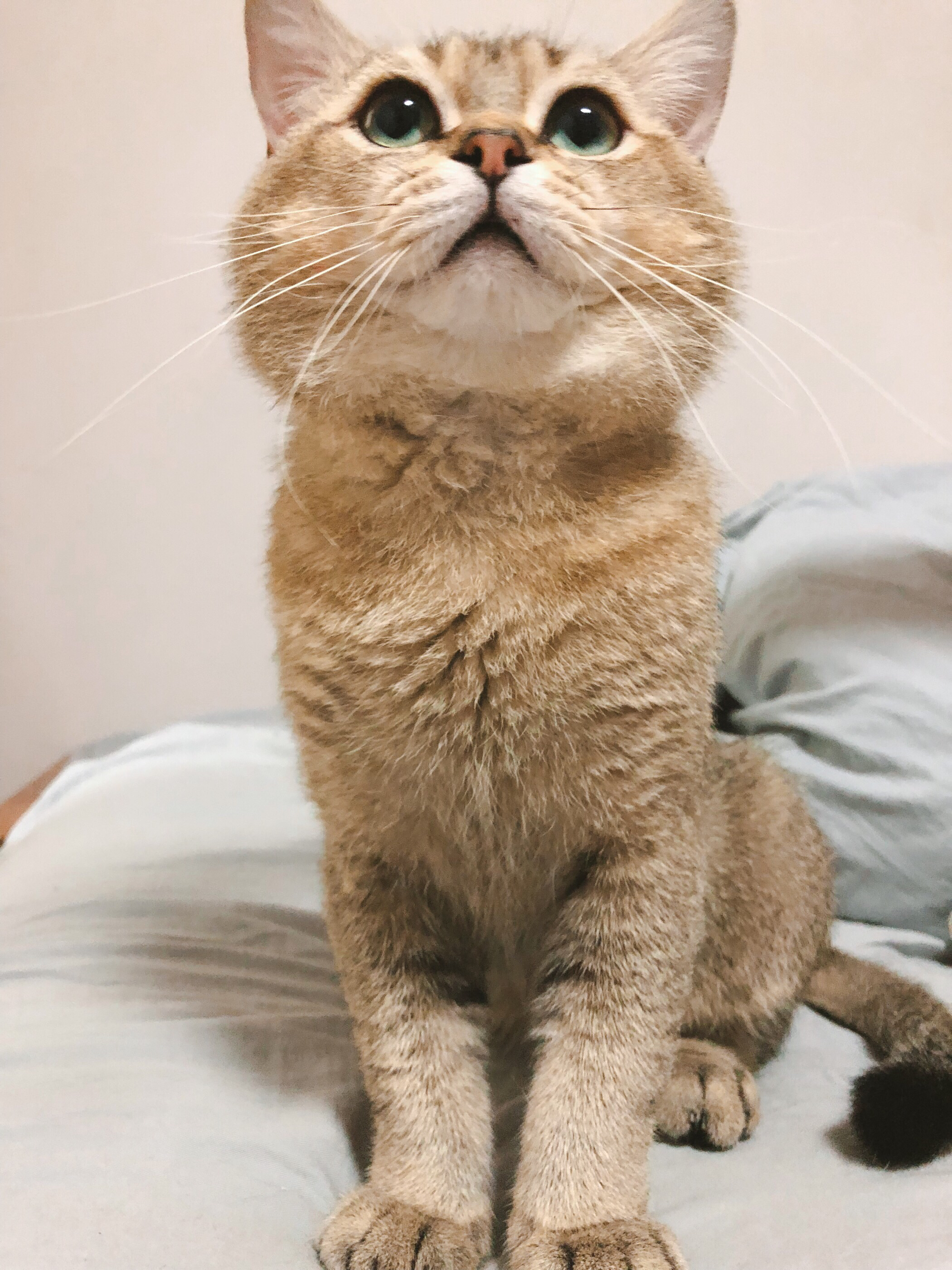 杭州英短小帅喵同城约炮