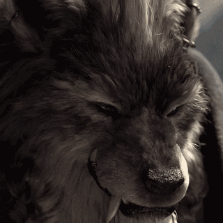 狼王的这个镜头出自哪里四个都已找到