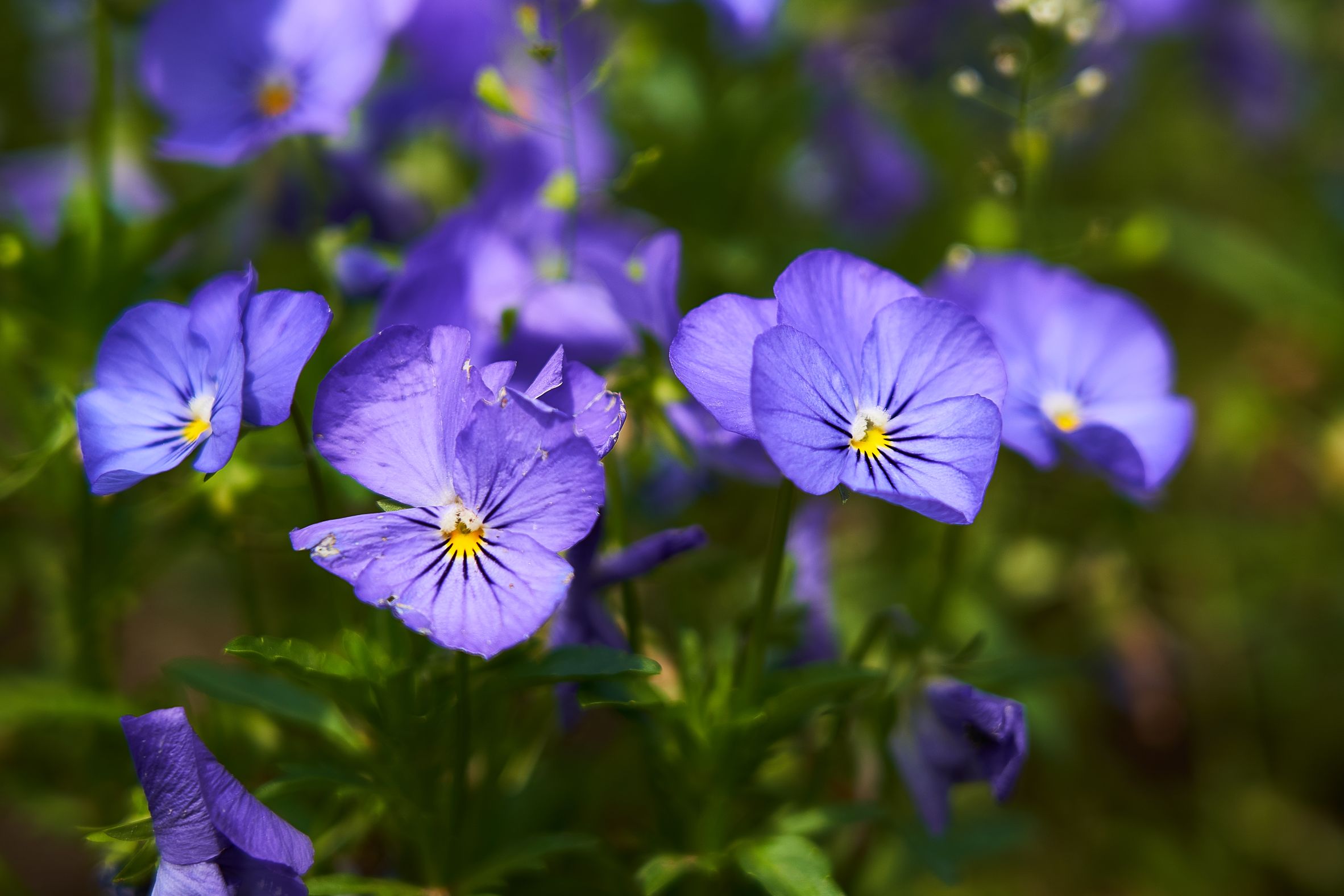闲着没事,家门口随便拍点花花草草 nga玩家社区