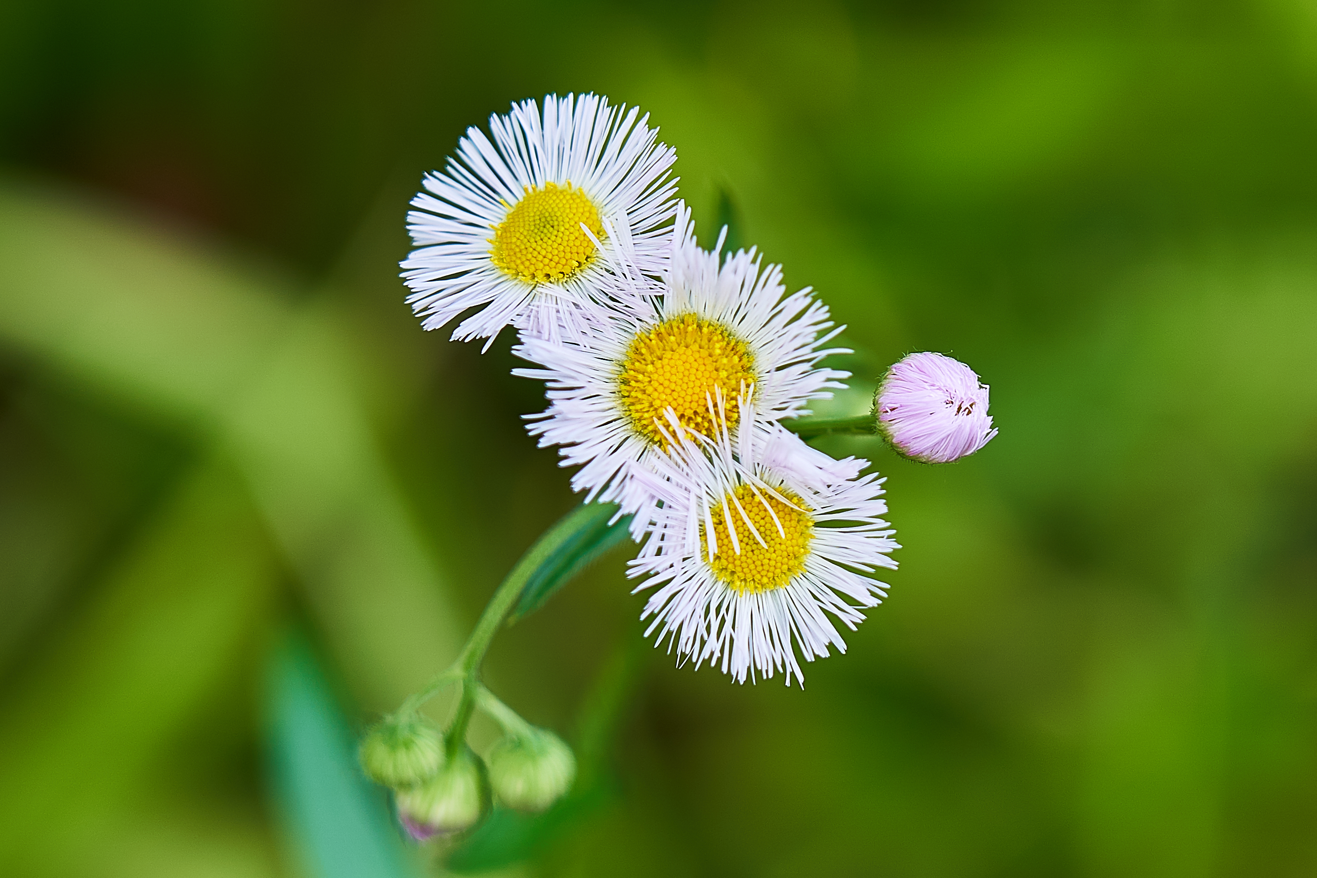 闲着没事,家门口随便拍点花花草草 nga玩家社区