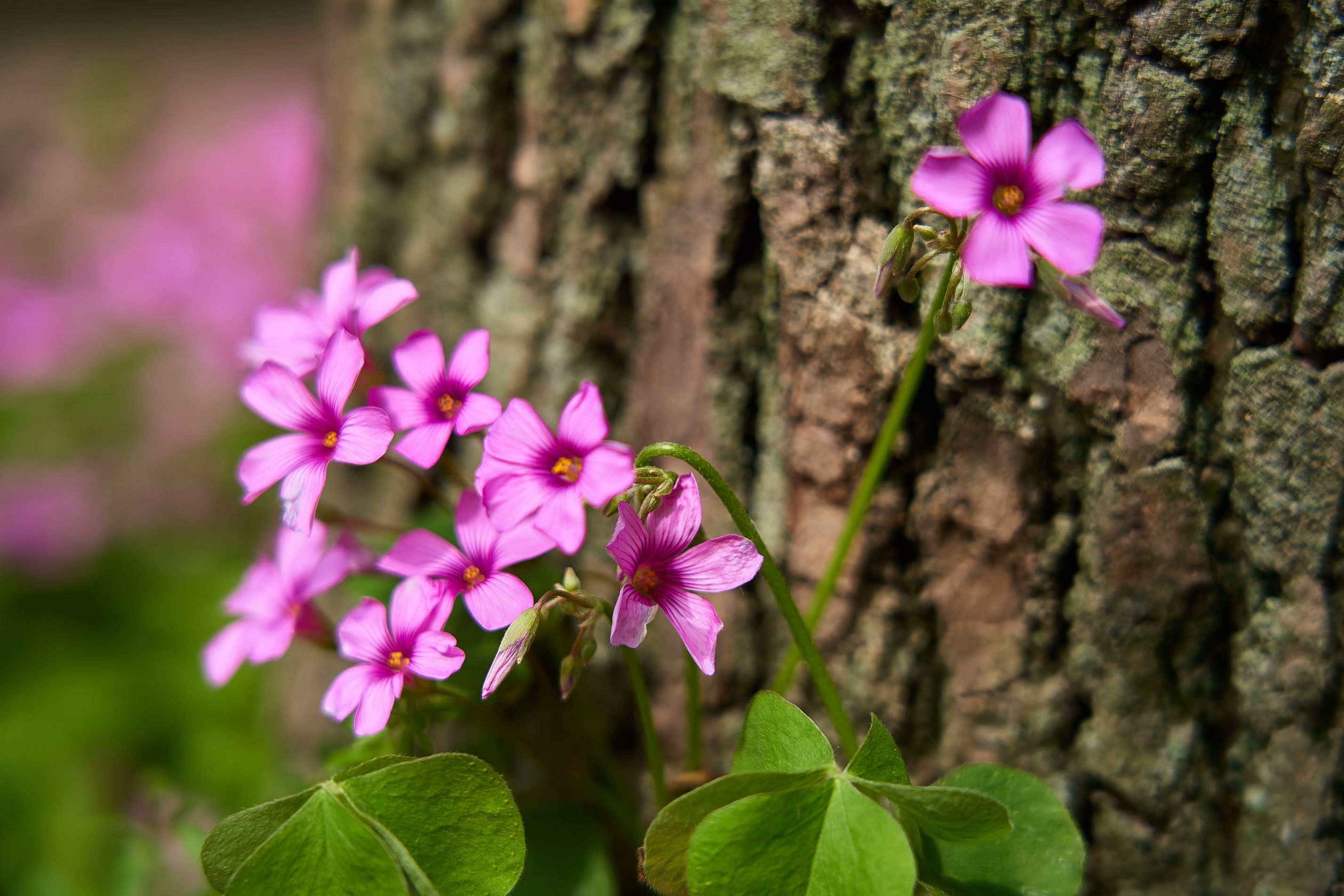 闲着没事,家门口随便拍点花花草草 nga玩家社区