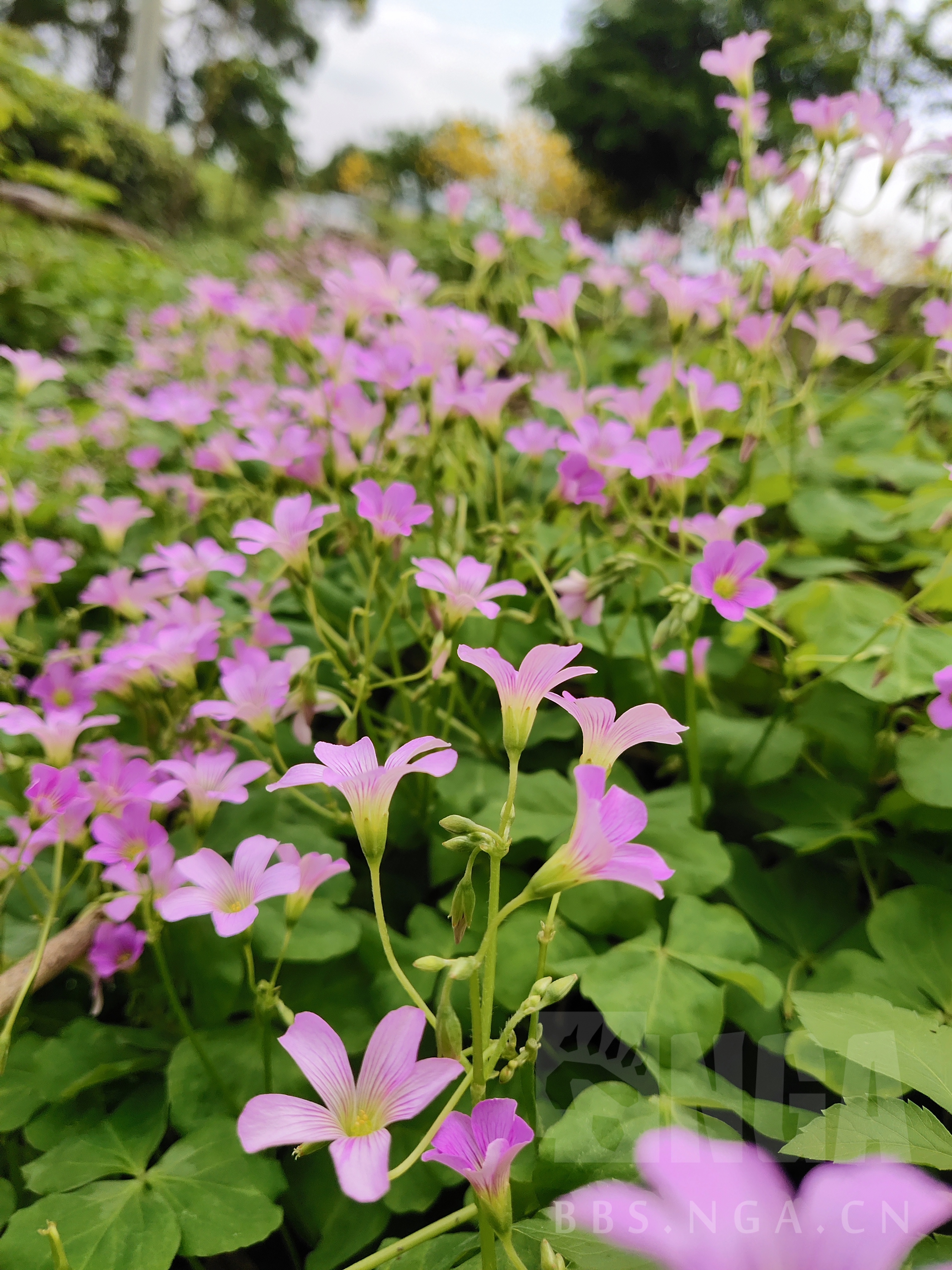 闲着没事,家门口随便拍点花花草草 nga玩家社区
