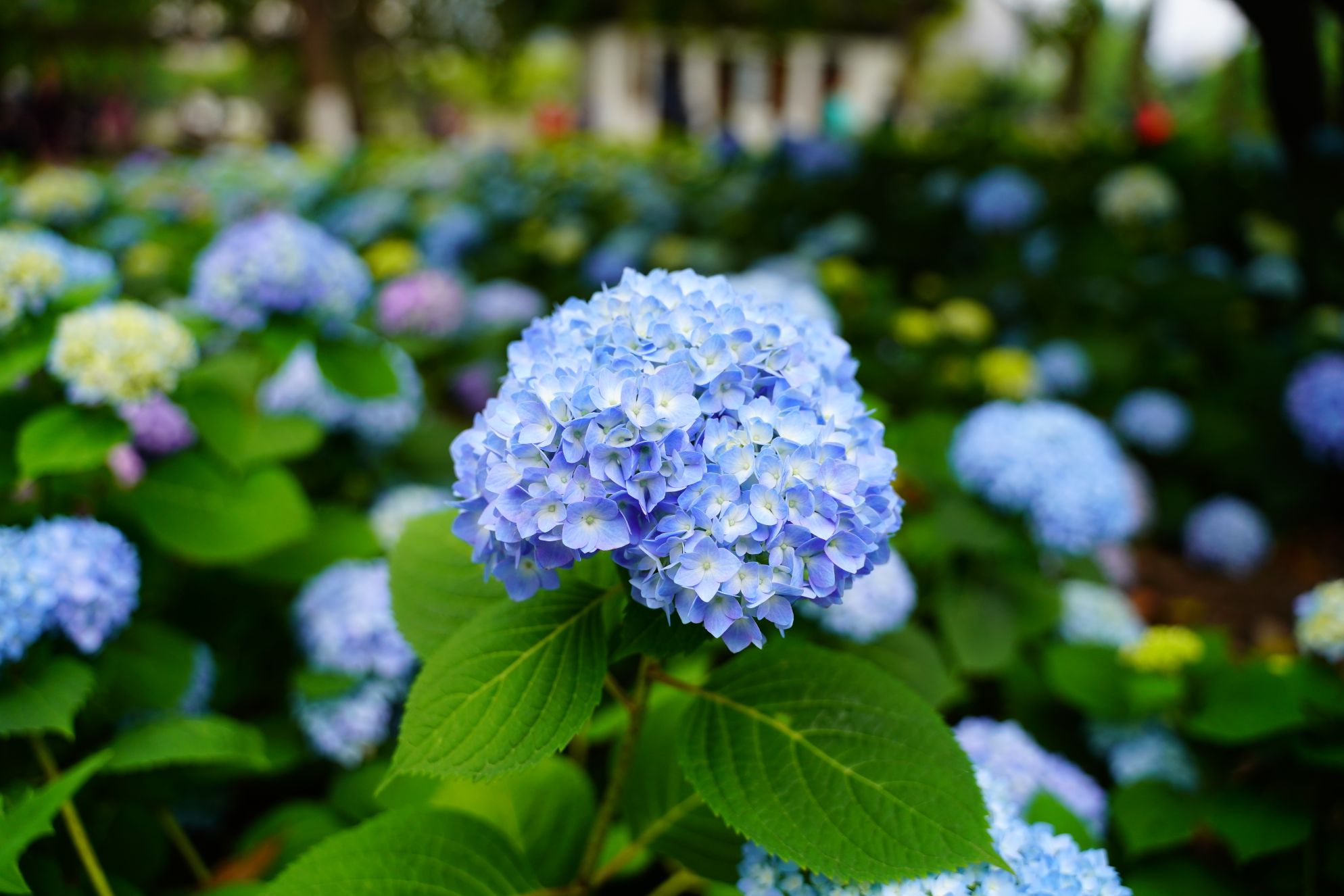 a7r3南京绣球公园绣球花盛开