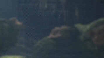 请问队里的奶奶猎人到底是什么存在? nga玩家社区