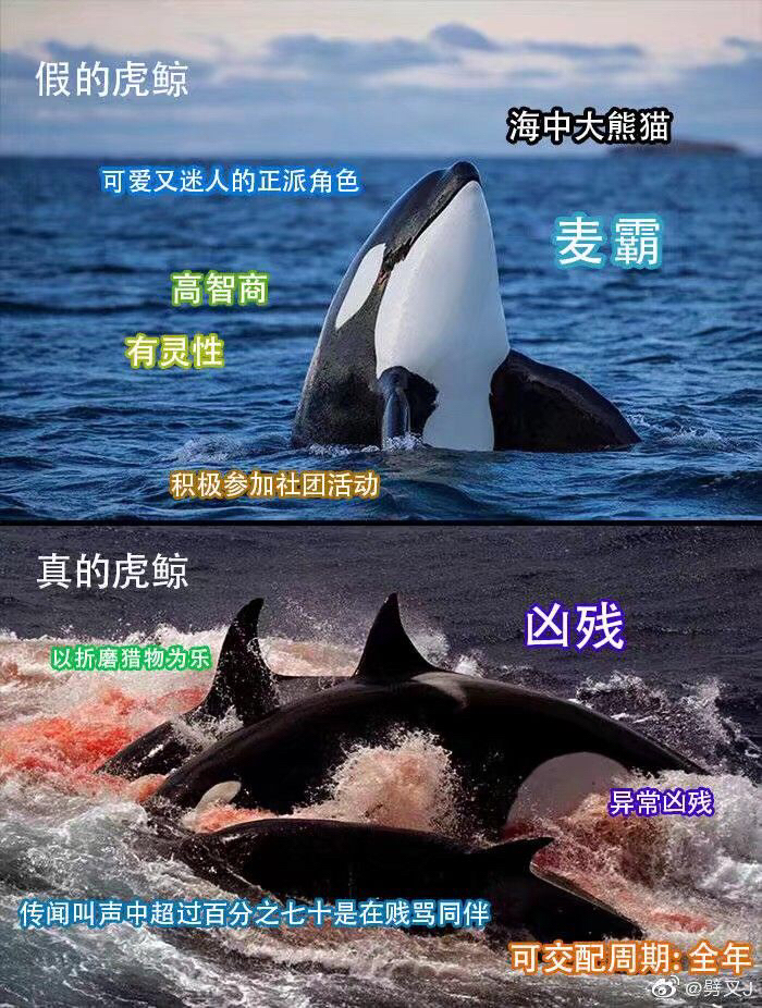 [虎鲸氵]我来丑化虎鲸