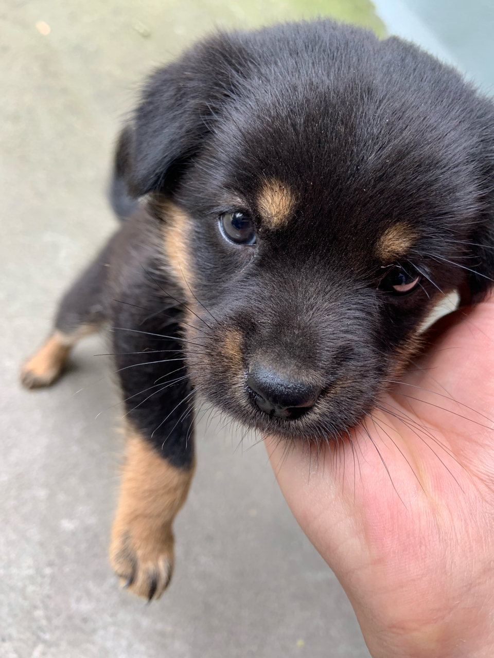 嘉兴送养一只小黑狗