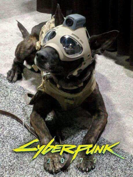 [举手提问] 求赛博朋克2077的沙雕图