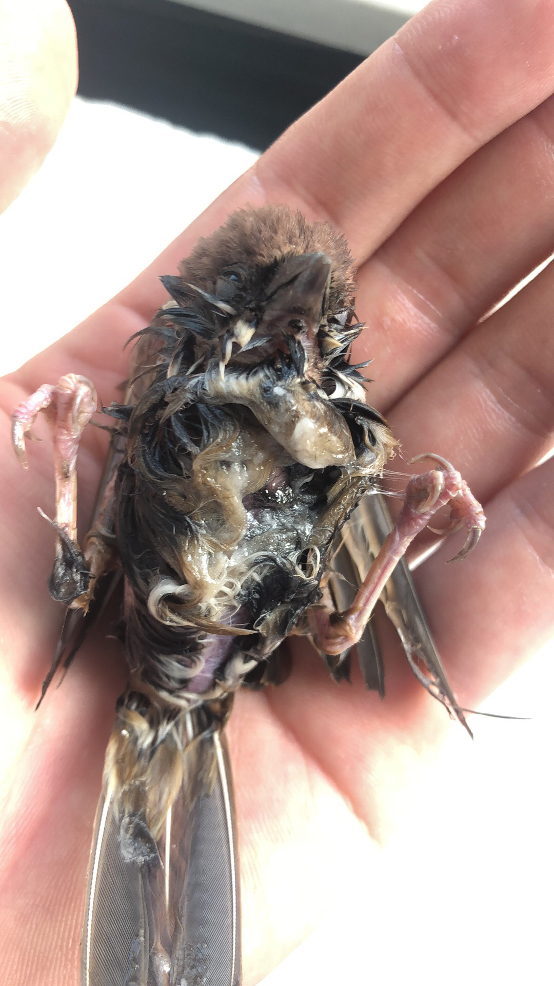 粘鼠板粘了一只麻雀怎么洗在线求助