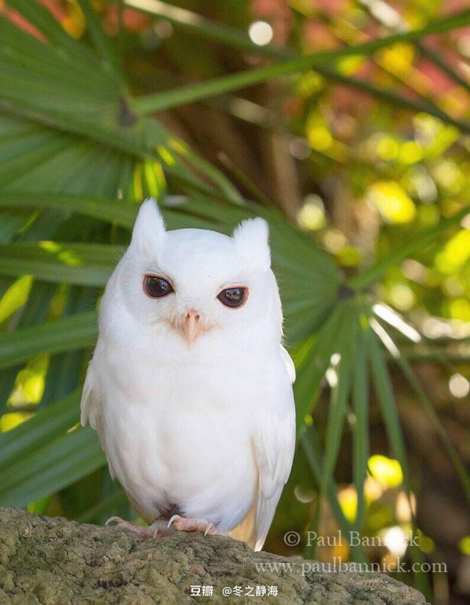 [同人][白面鸮][超短篇]闲暇小憩