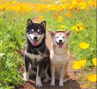 你们有没有就是那种德狗子和拉狗子的那种图啊