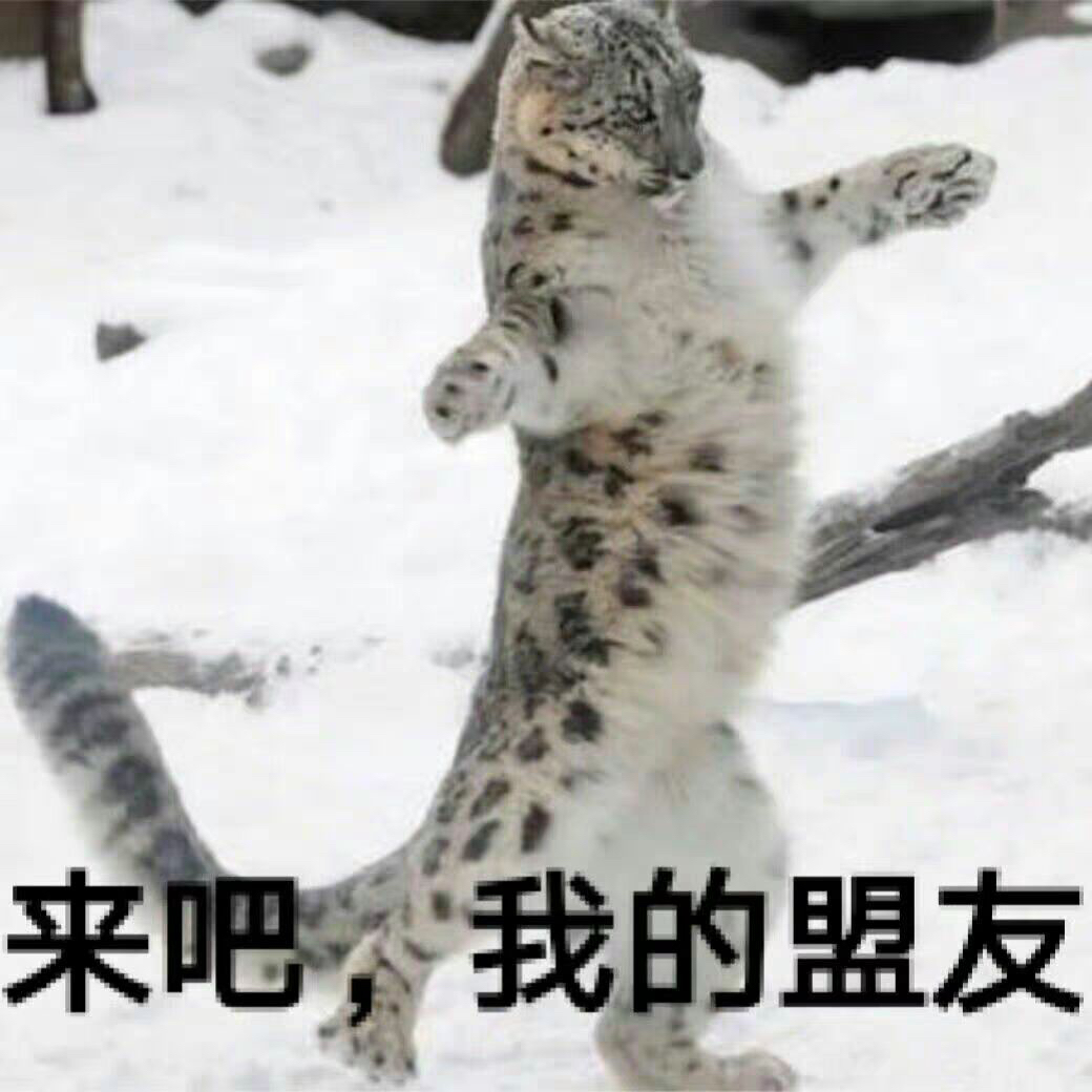 [ 幻视氵 ] 英国,雄性雪豹幼崽,是留学的银老板