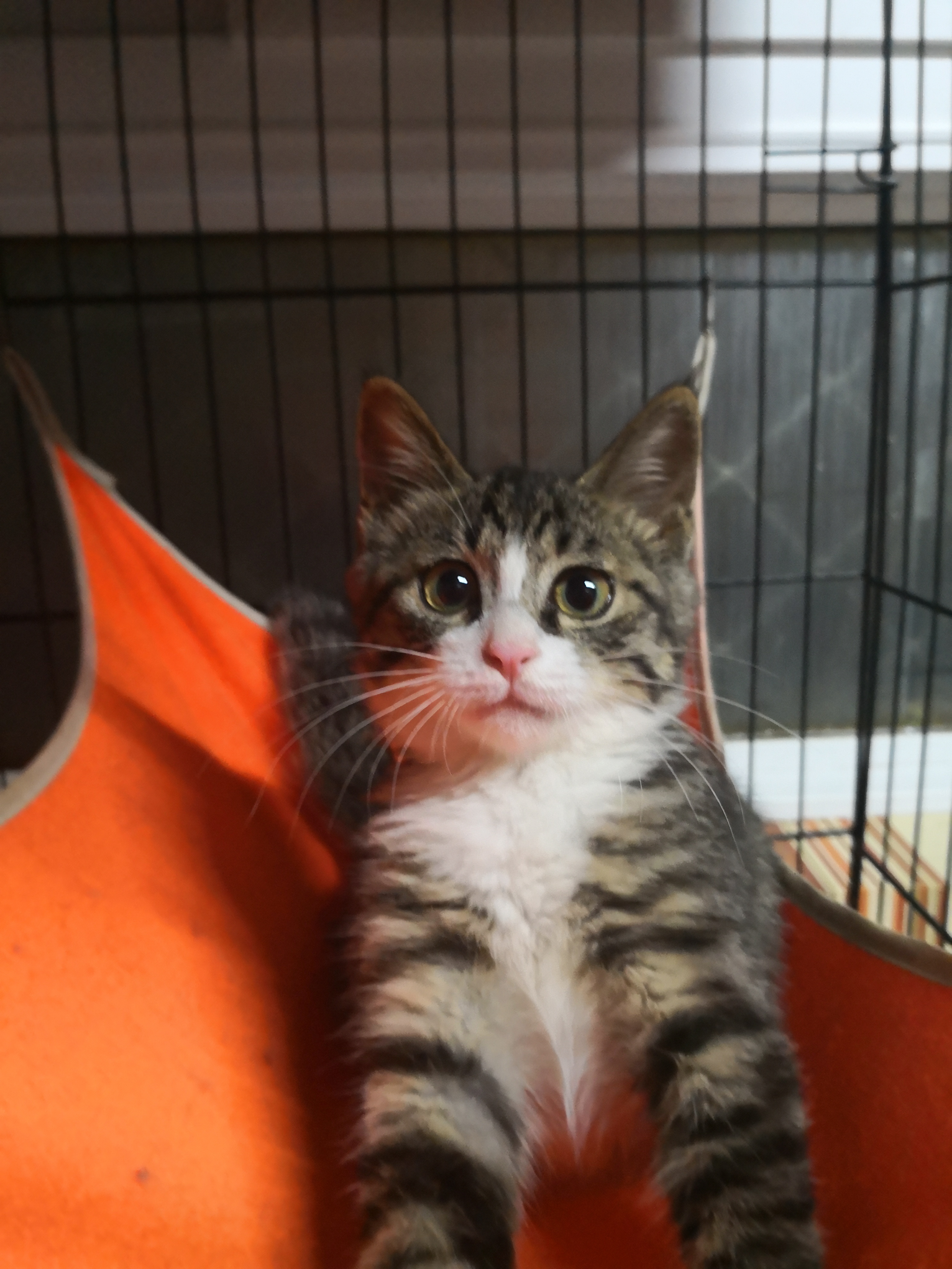 [已送出] 北京地区有人想收养一只小梨花猫吗