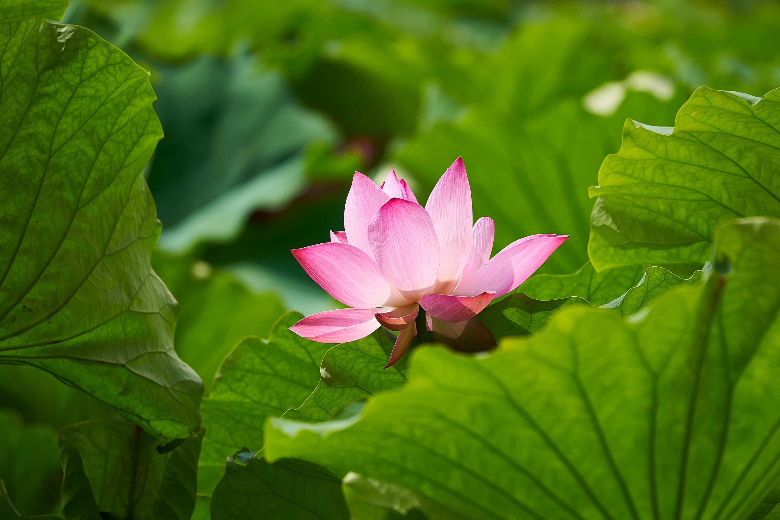 上海终于又看到太阳了荷花拍起来索尼a73适马100400