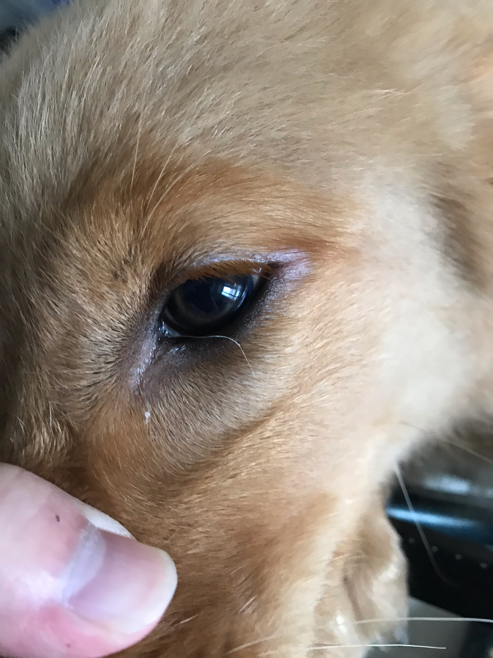 半岁金毛狗子眼角有点问题咋回事