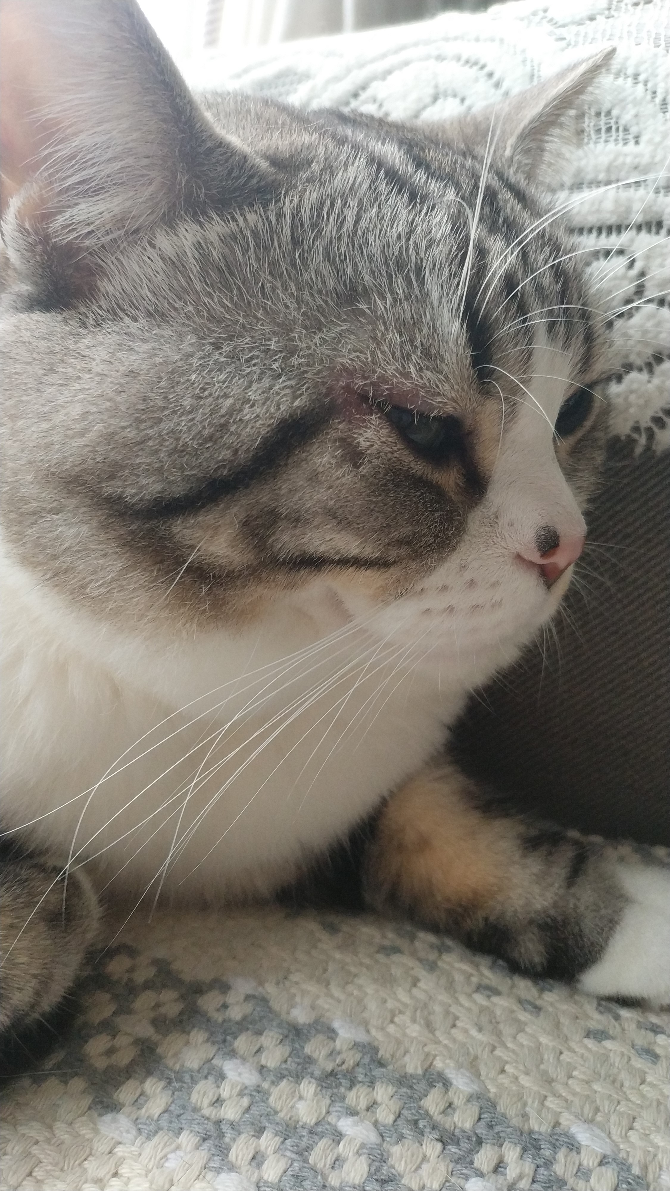 求助猫外眼角红肿发炎求兽医或者大能救救小猫咪