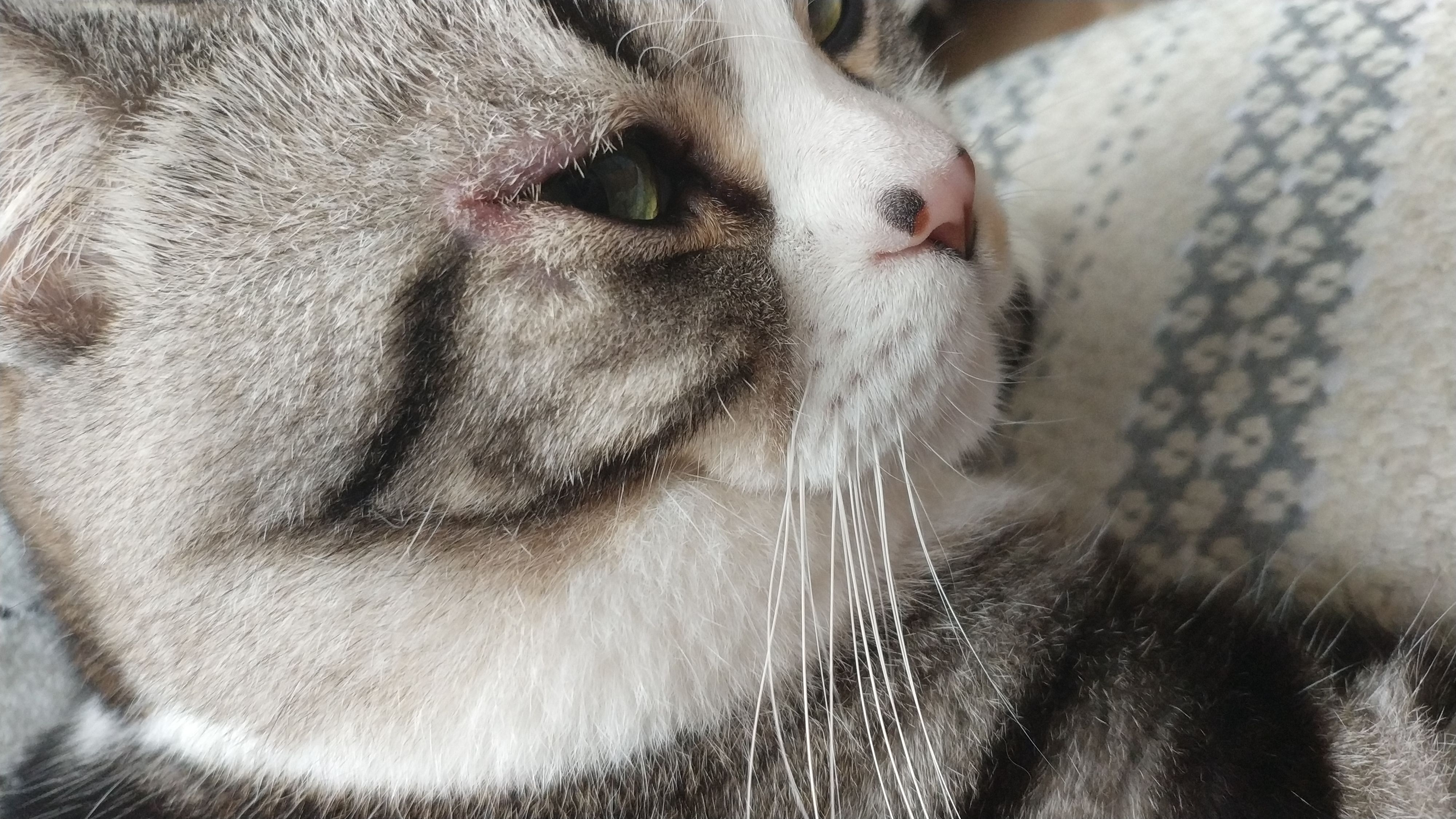 求助猫外眼角红肿发炎求兽医或者大能救救小猫咪