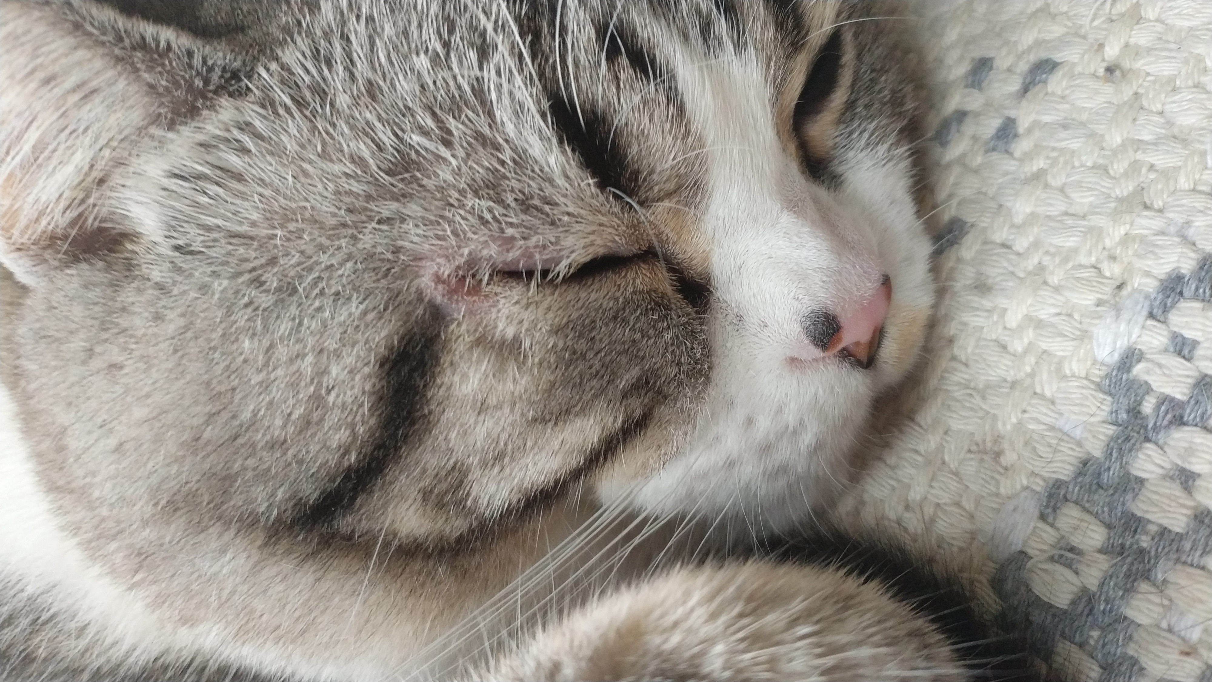 求助猫外眼角红肿发炎求兽医或者大能救救小猫咪