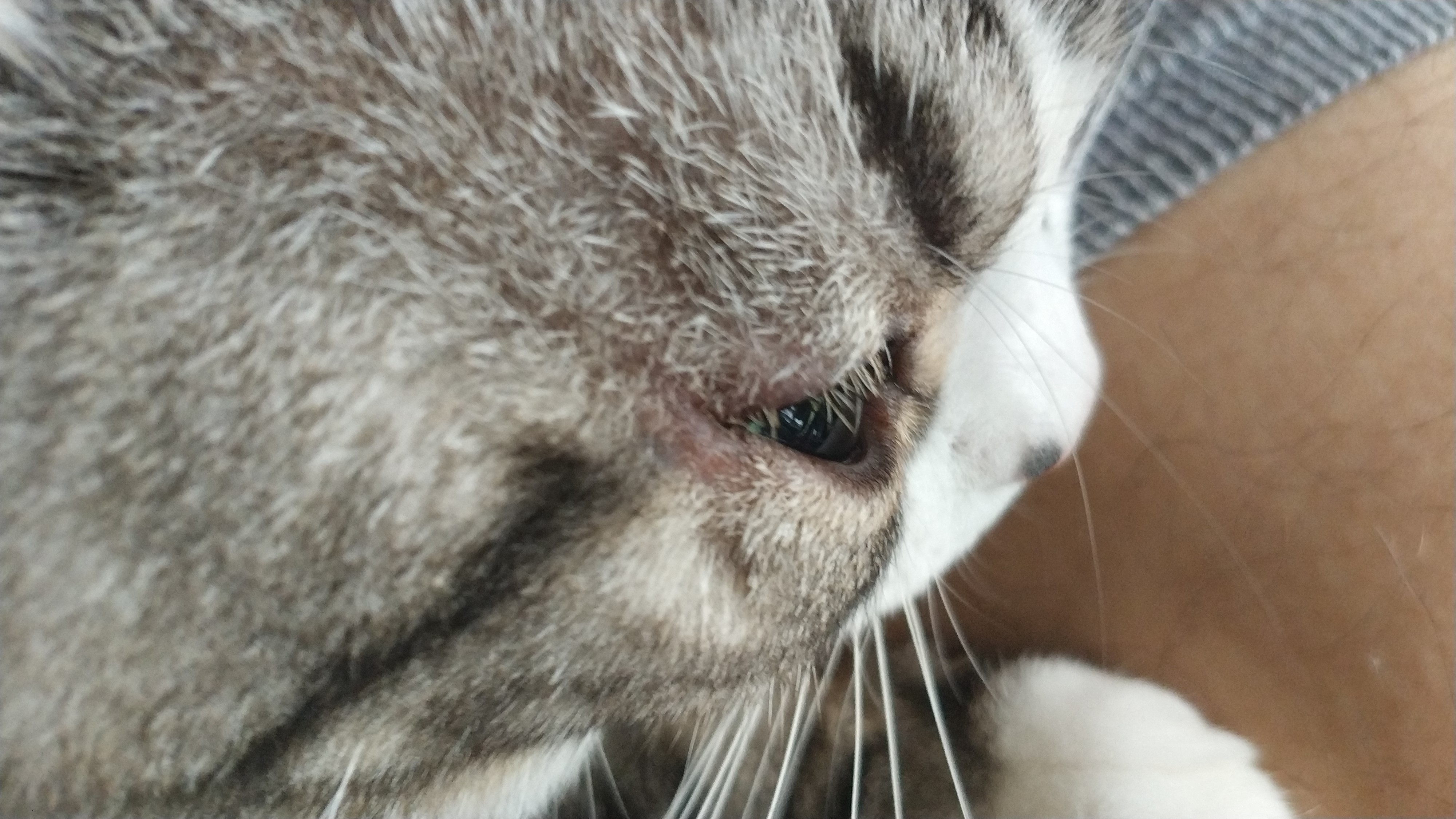 求助猫外眼角红肿发炎求兽医或者大能救救小猫咪
