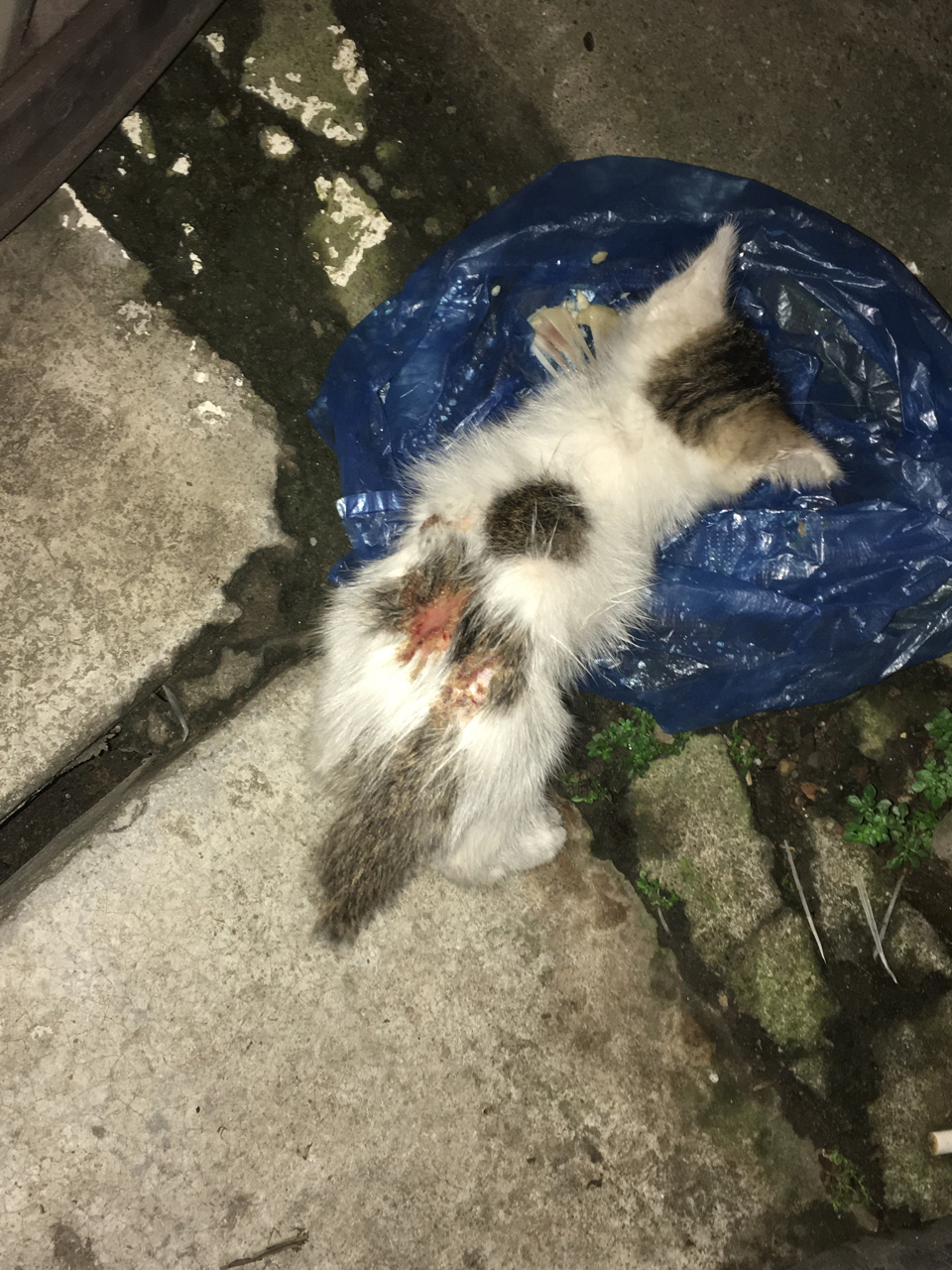 [坐标广州]有个流浪幼猫受伤了有没有人可以支支招