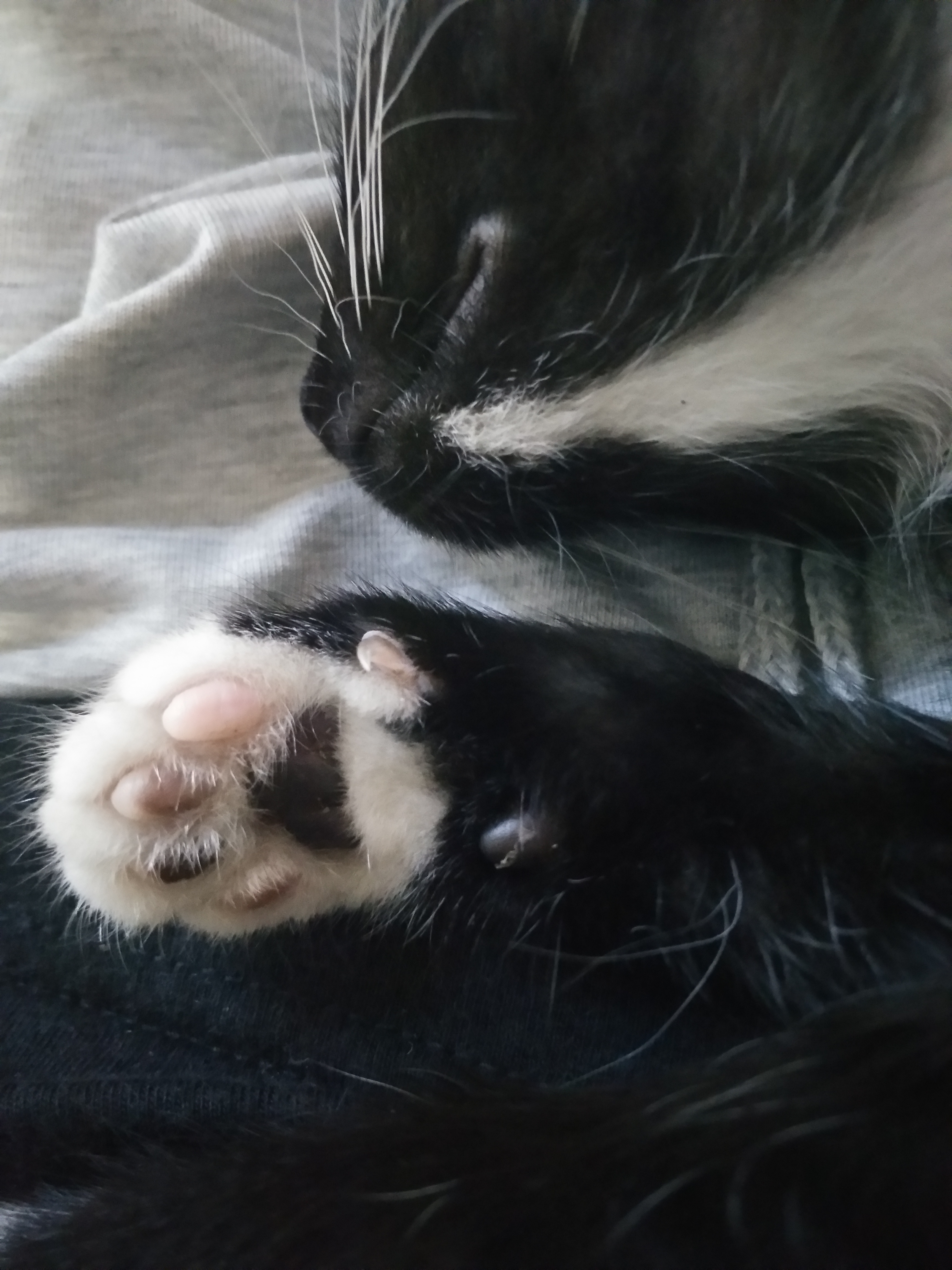 各位你们家猫的肉垫是什么颜色?