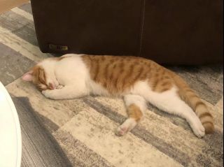 比格沃斯先生万岁请拥有真实比格沃斯先生小姐的猫奴们进来晒主子也