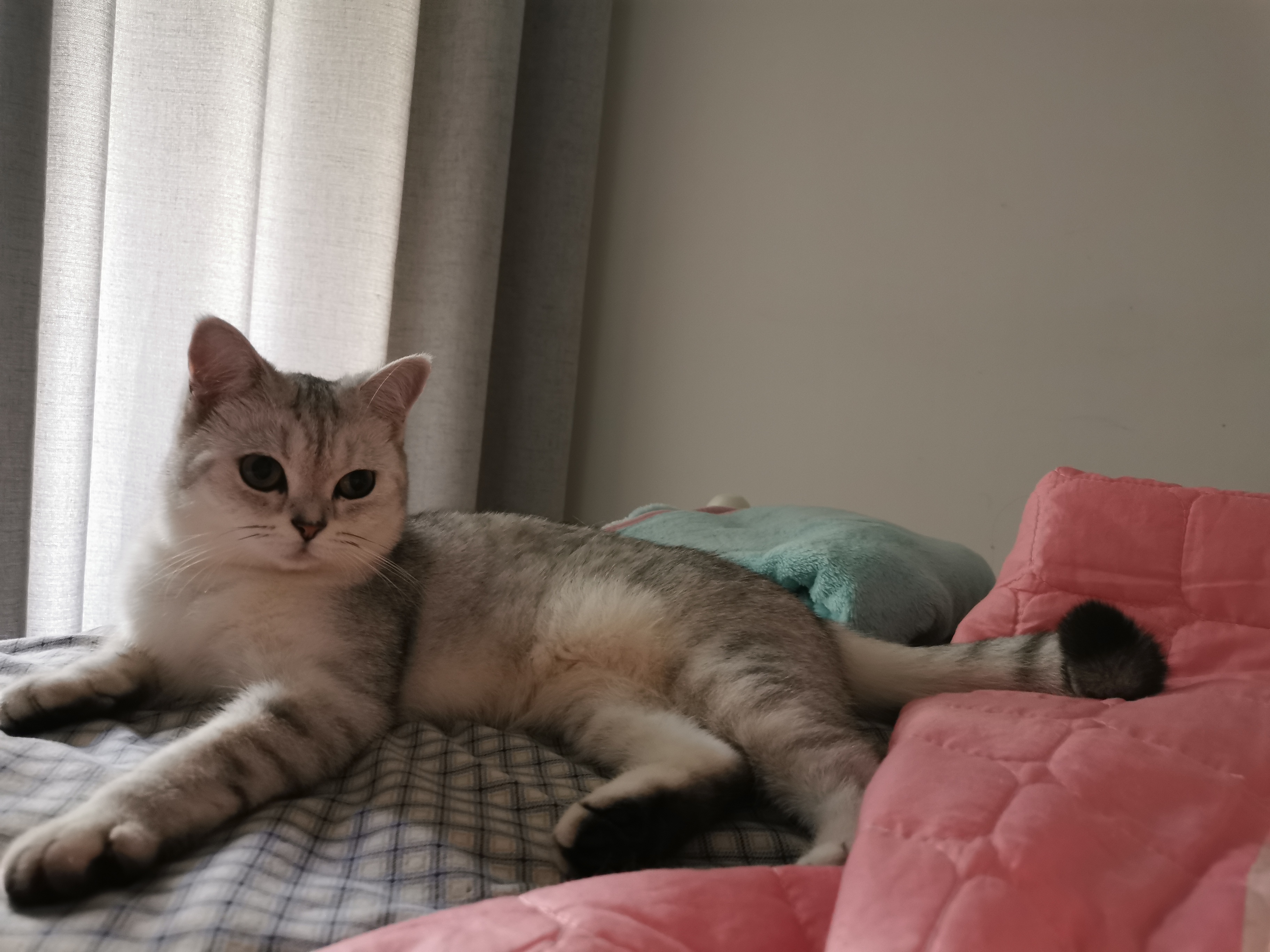 四个月小公猫才三斤,是不是有点偏瘦了,求助如何增肥