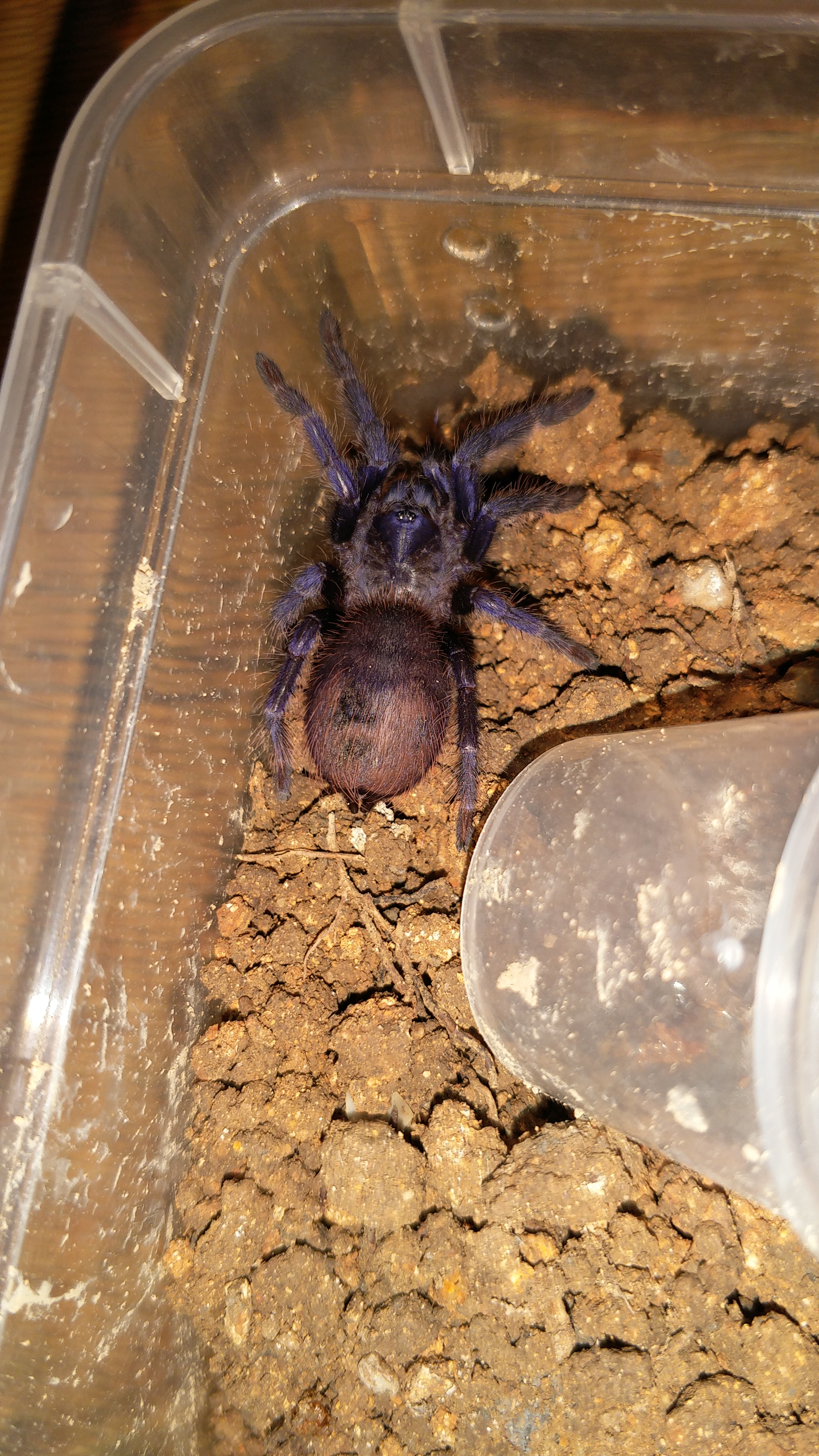 巴西大蓝蛛幼体图片