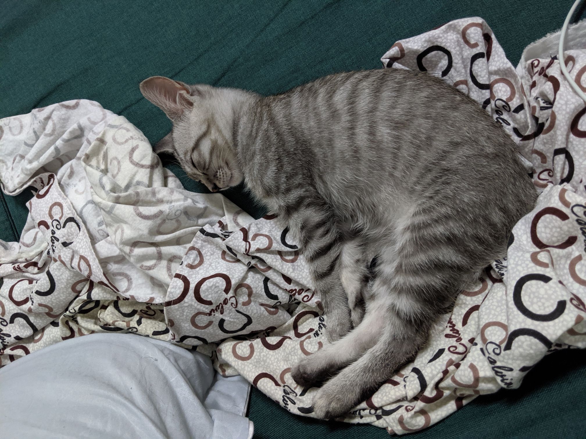 给你萌康康迪迪睡觉美图