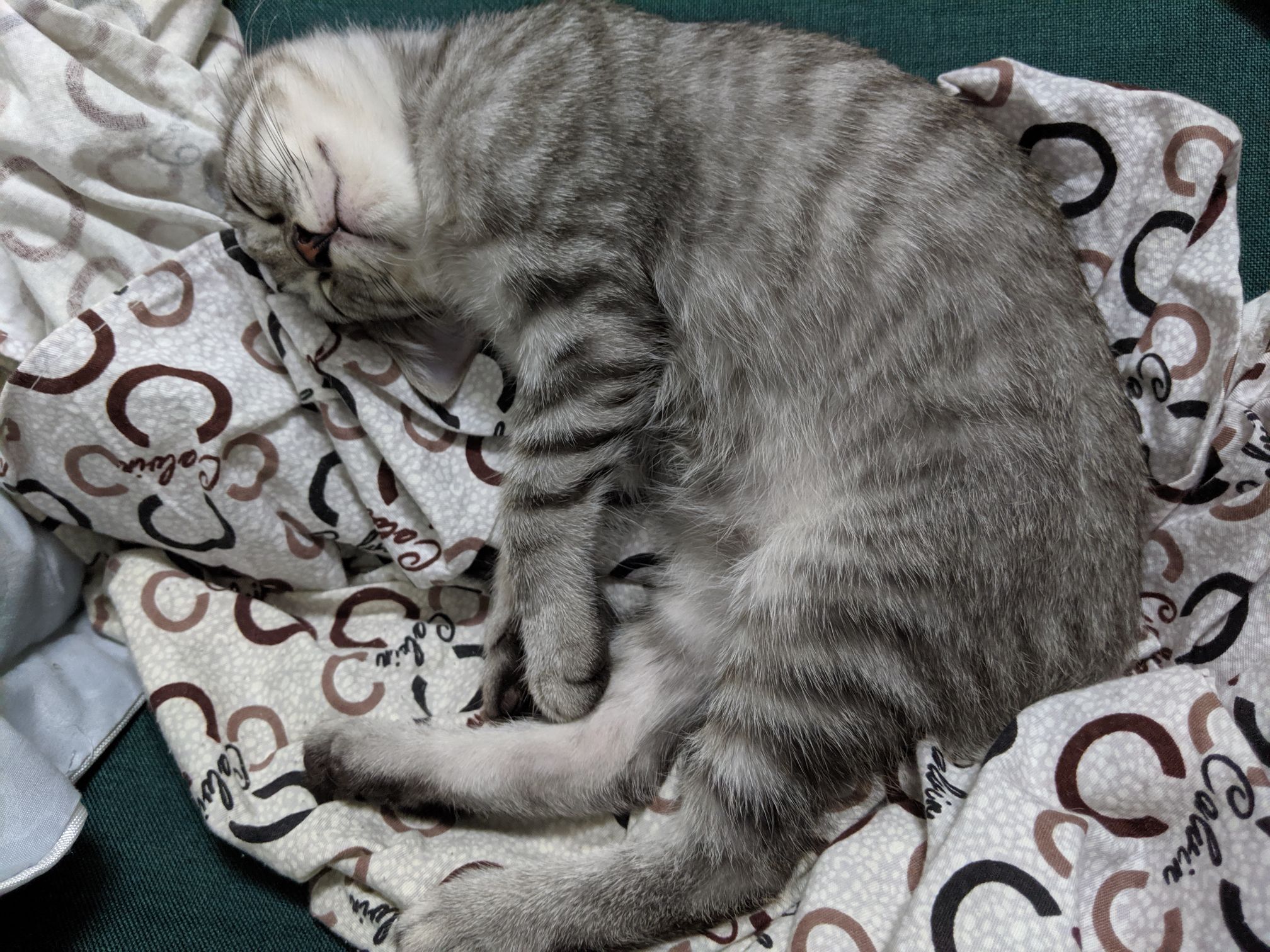 给你萌康康迪迪睡觉美图 nga玩家社区