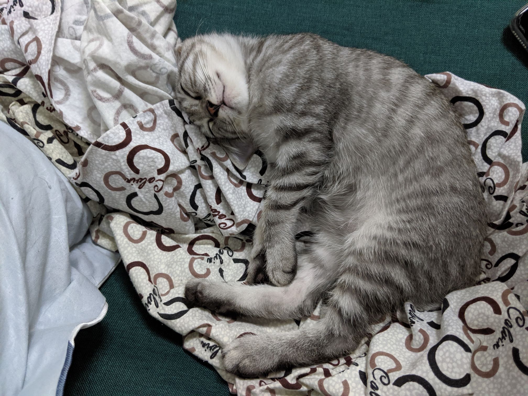 给你萌康康迪迪睡觉美图