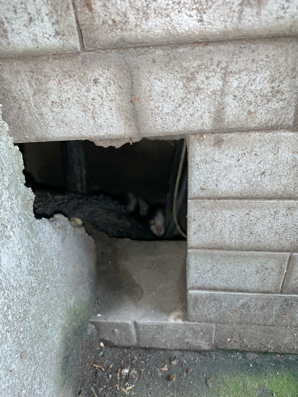 有只估计不到一个月的流浪猫躲在洞里怎么办