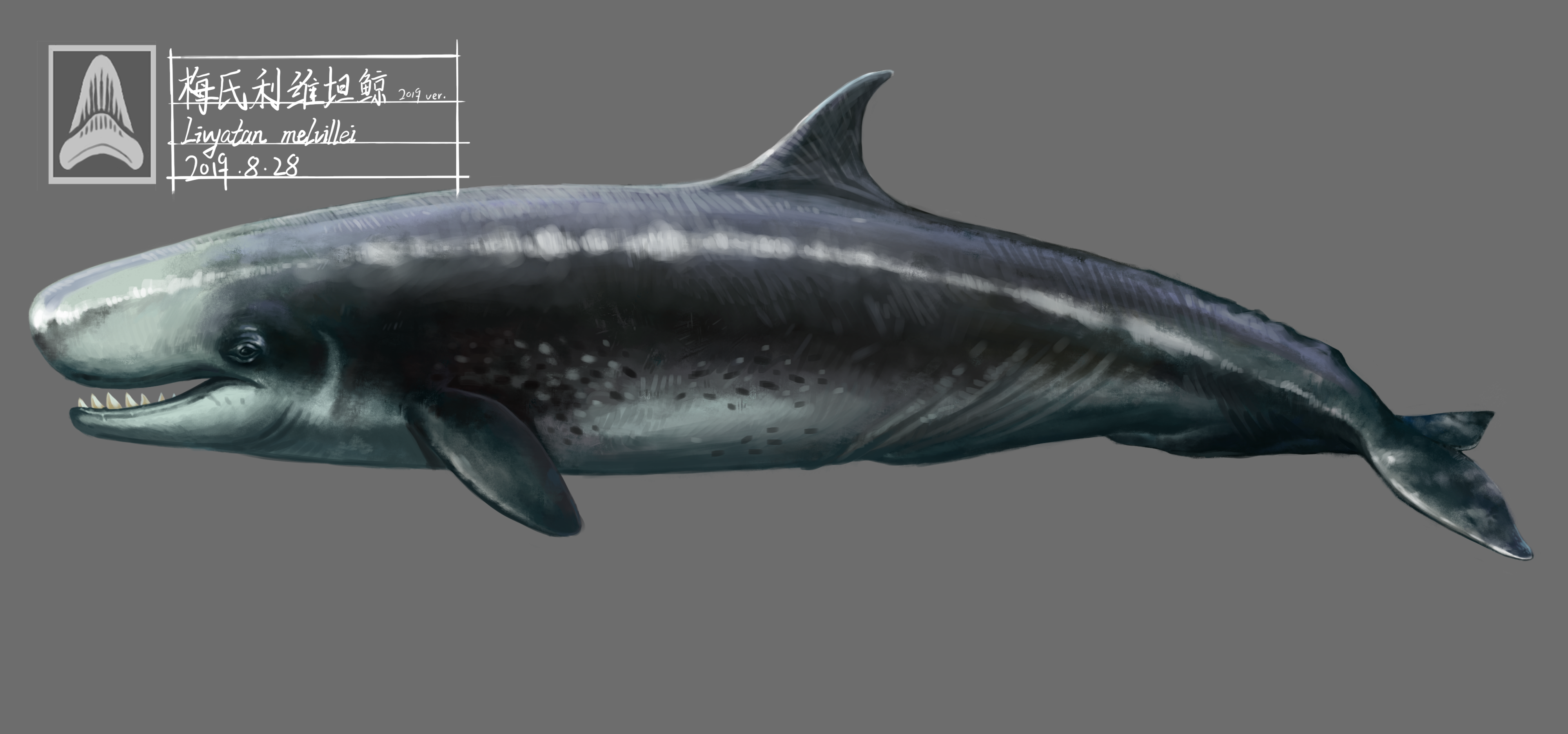 梅氏利维坦鲸鱼图片