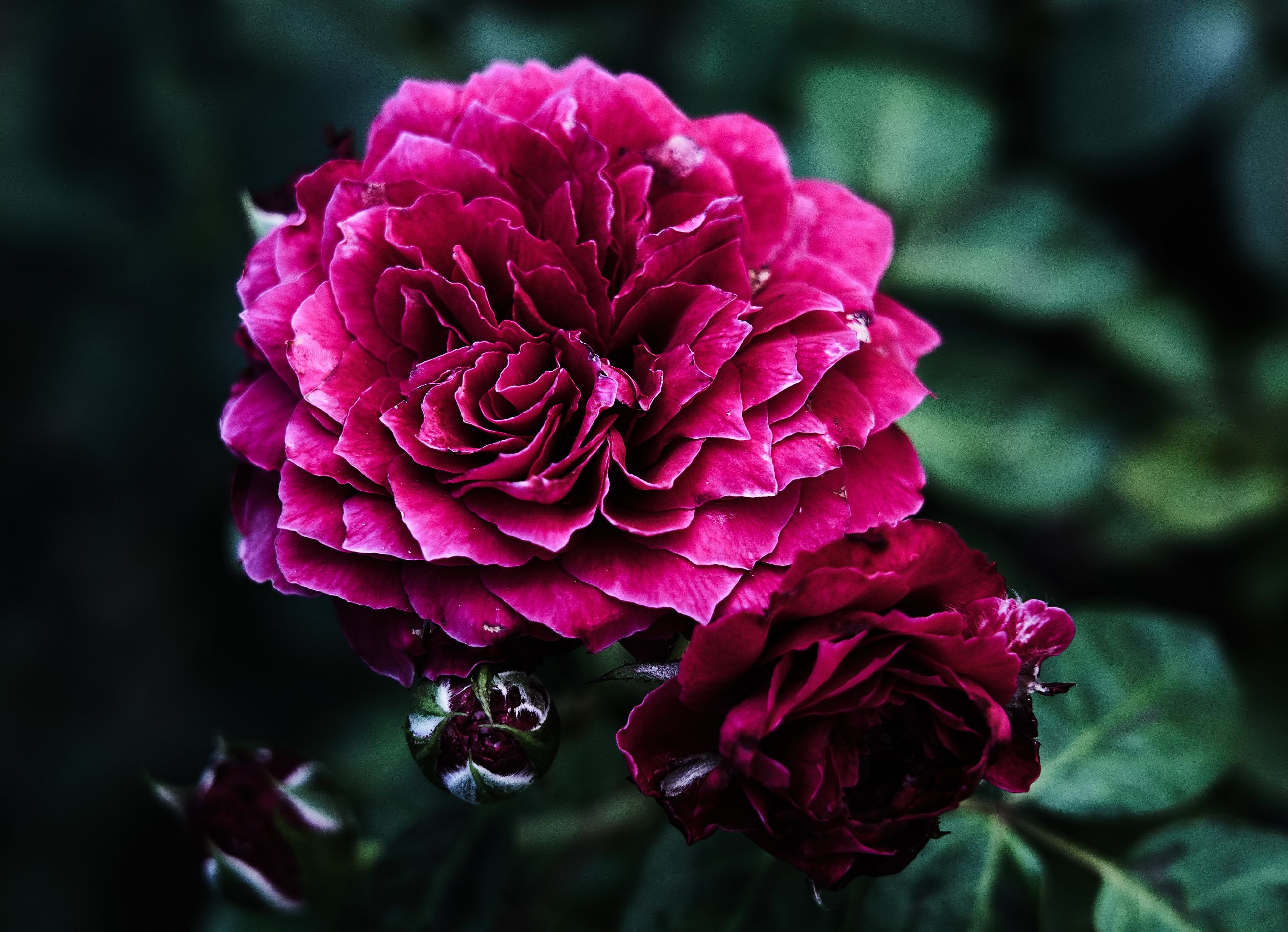 这几天的一些街拍,花花草草,以及中秋的月亮(索尼a7m3 24105g) nga