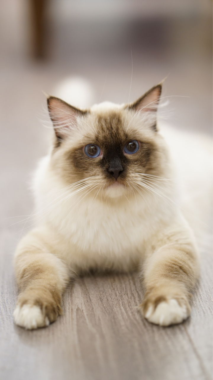 接大号长毛暹罗回家后天去绝育希望别出事