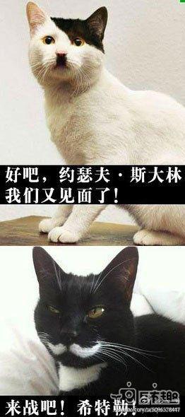 分享一波我搜集的猫猫表情包及沙雕图