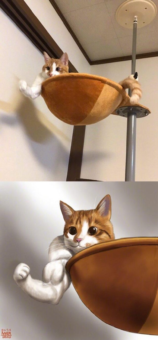 这猫这肌肉大概人类什么水平?