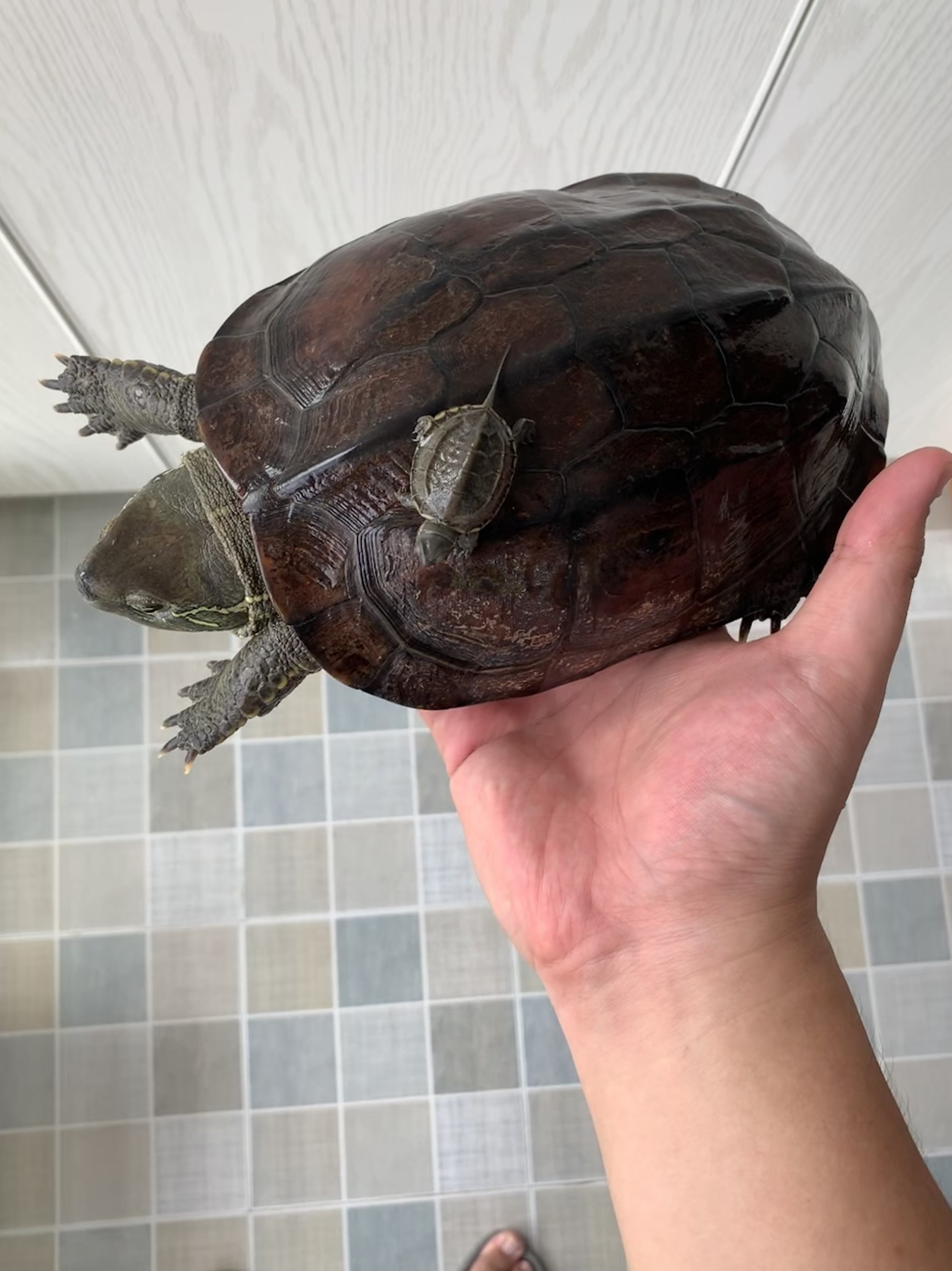 泥潭有养龟的组织吗?