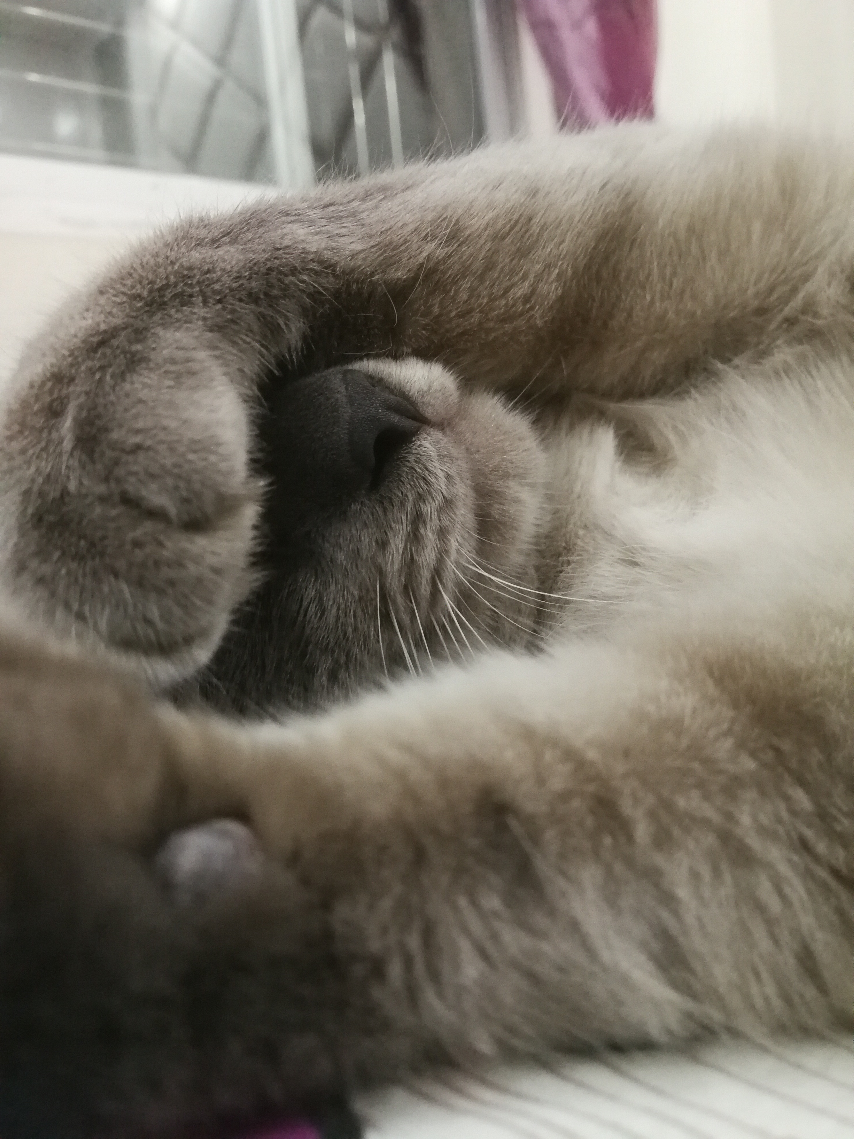 你们猫猫睡觉也爱捂眼睛吗