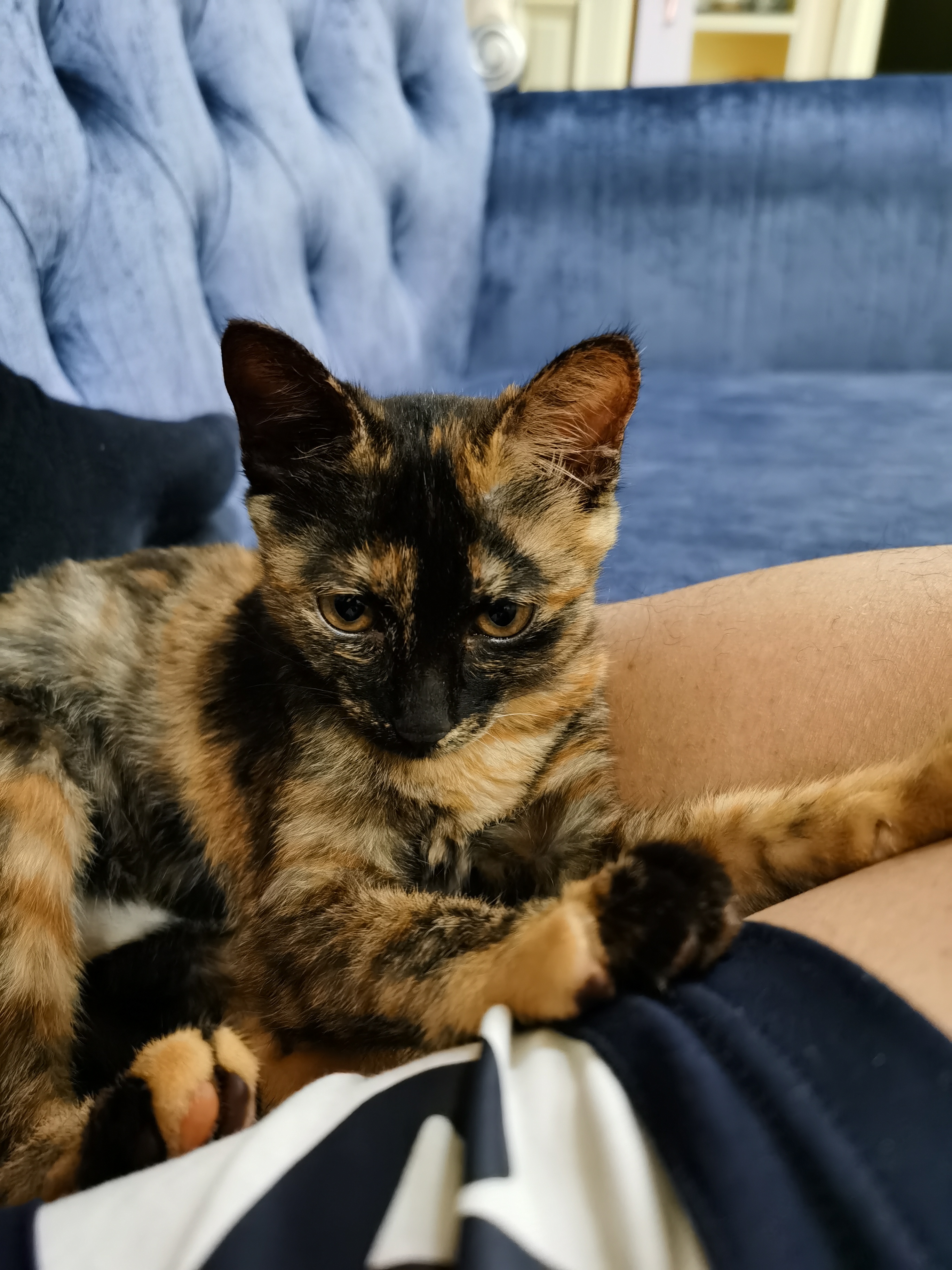 深圳地区两只玳瑁小猫猫(两个月大)求领养~内有猫片!