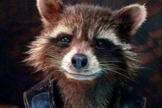 狐狸人和银河护卫队的浣熊是不是有点神似?