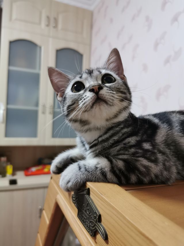 为什么猫抬着头的角度特别可爱?